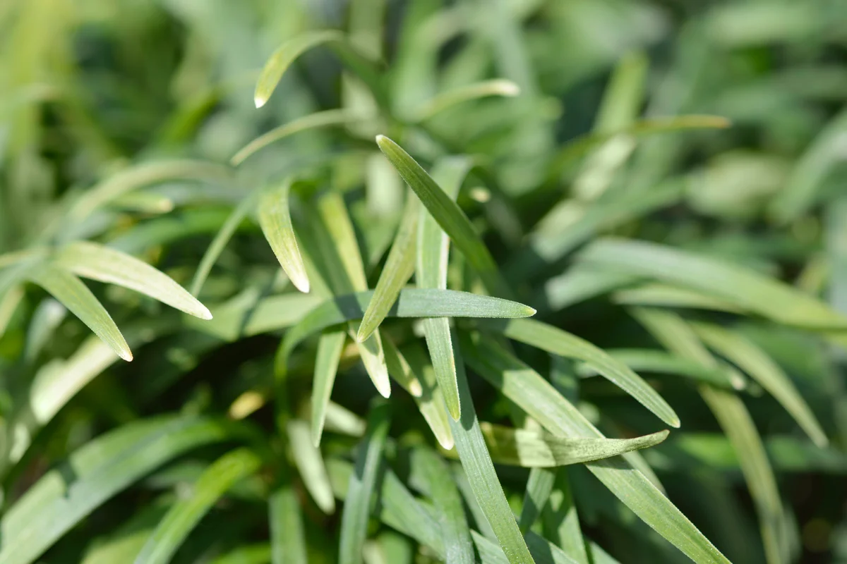 Mondo grass Minor