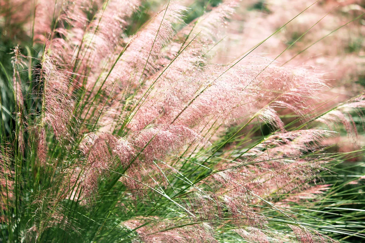 Muhly grass blooming delicately in pink