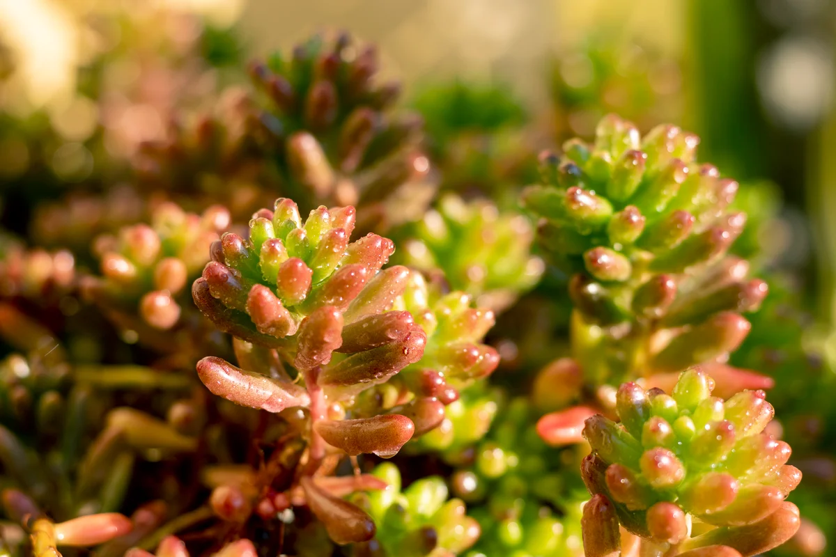 Sedum rubrotinctum succulents