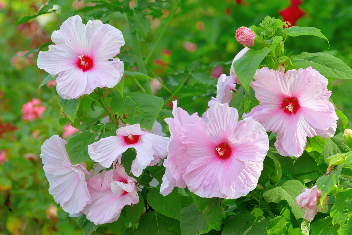 Rose Mallow