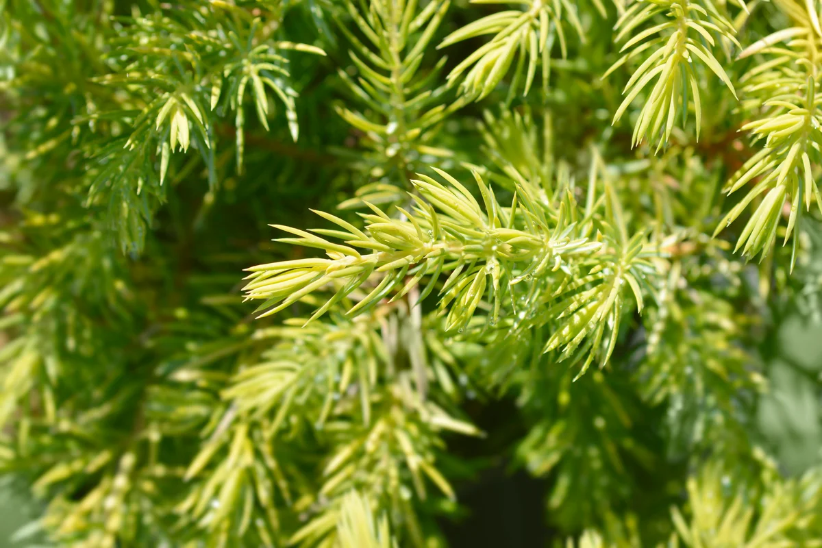Shore Juniper Allgold