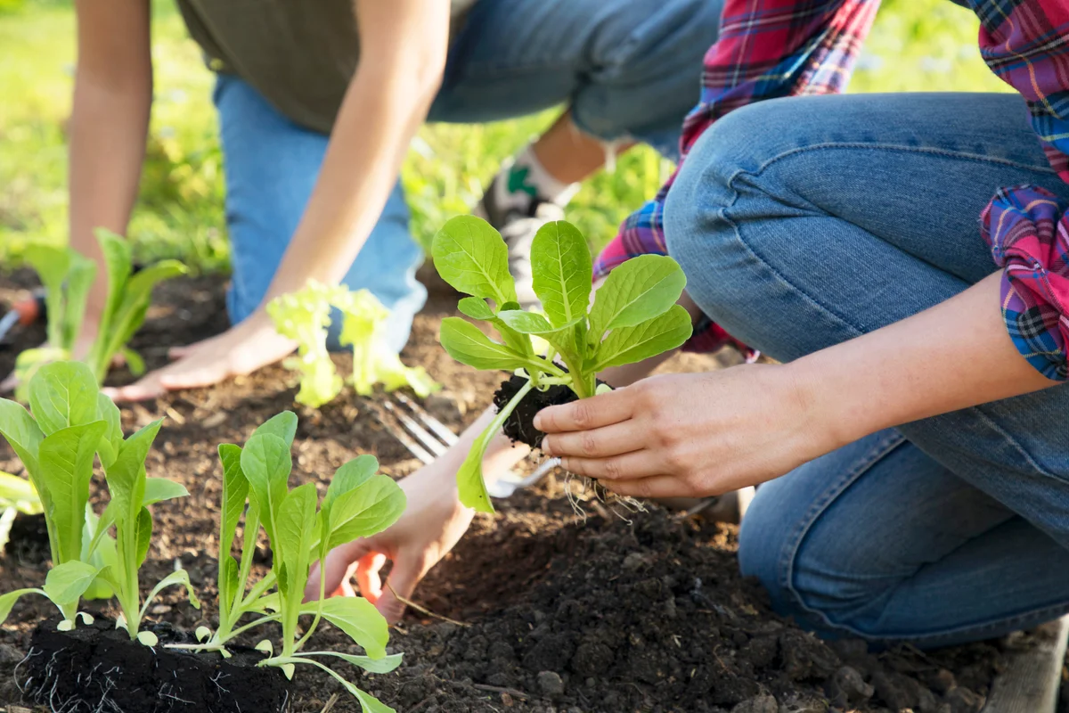 Women planting salad seedlings in soil