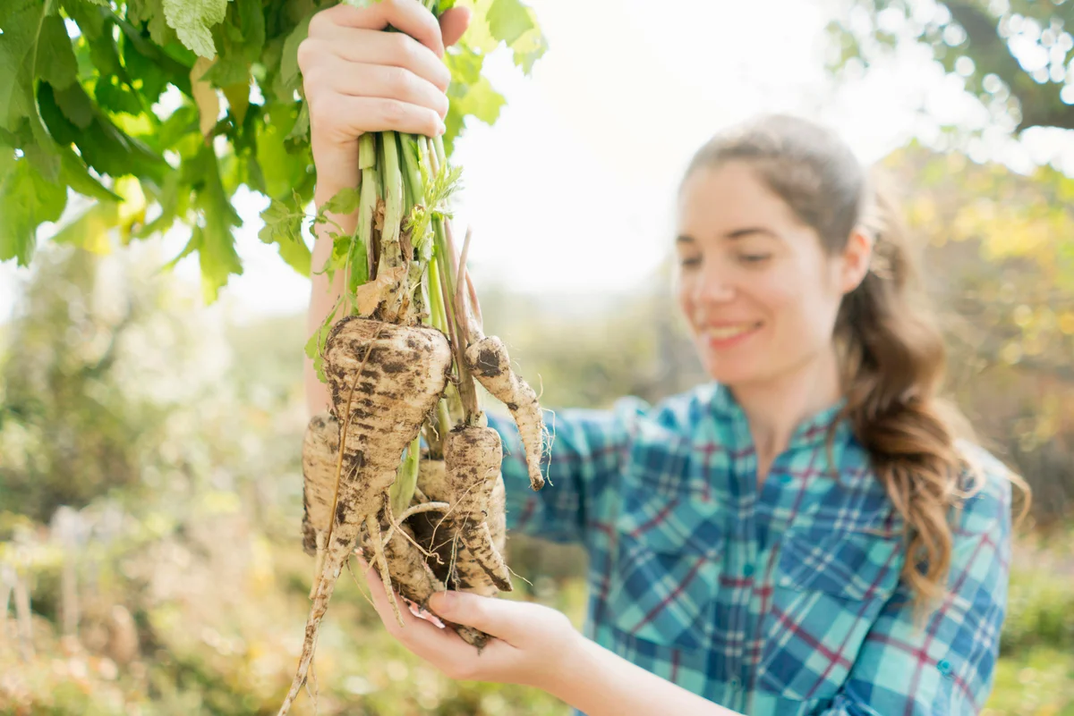 Young woman picking parsnip from her vegetable garden