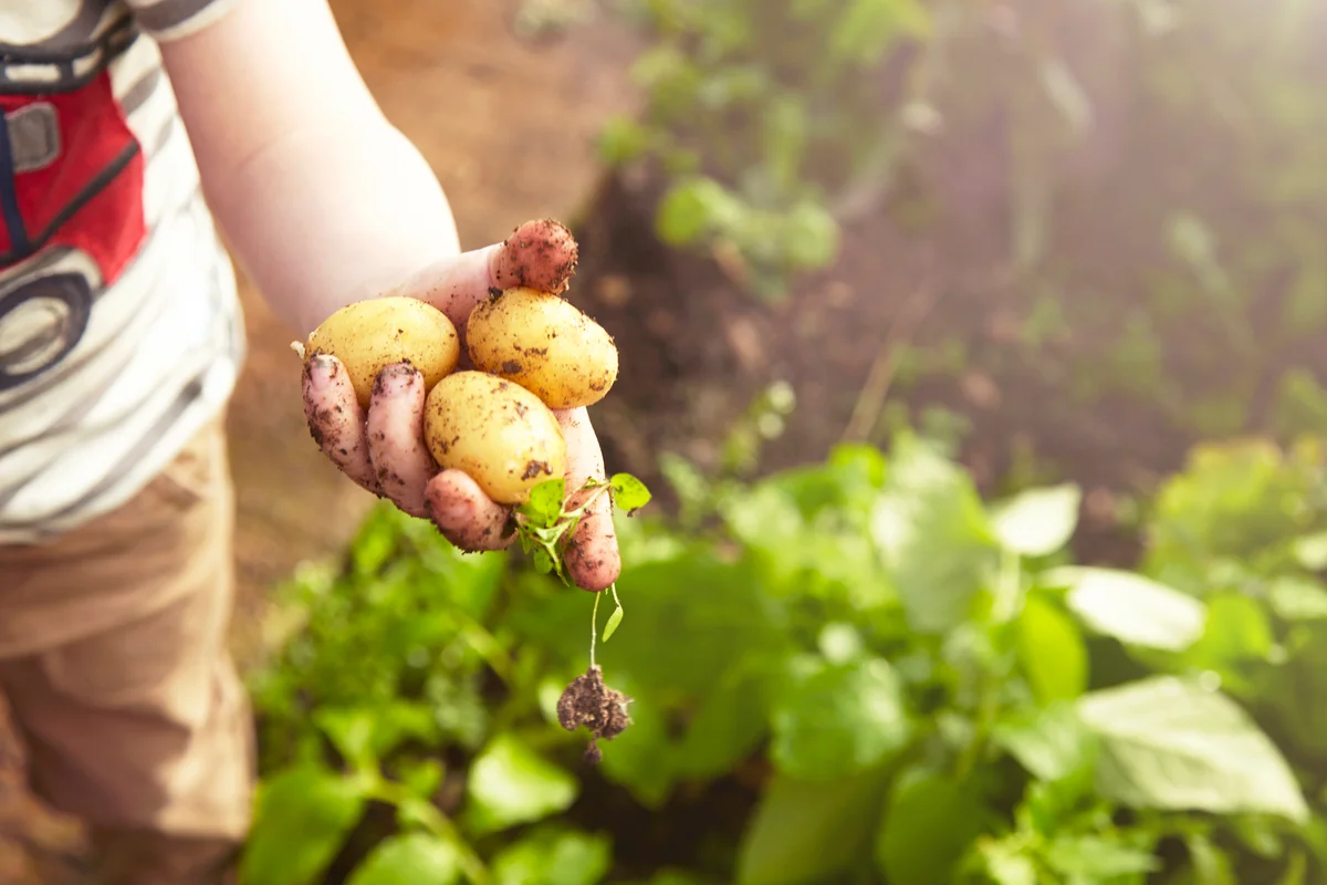 Young boy holding home grown potatoes