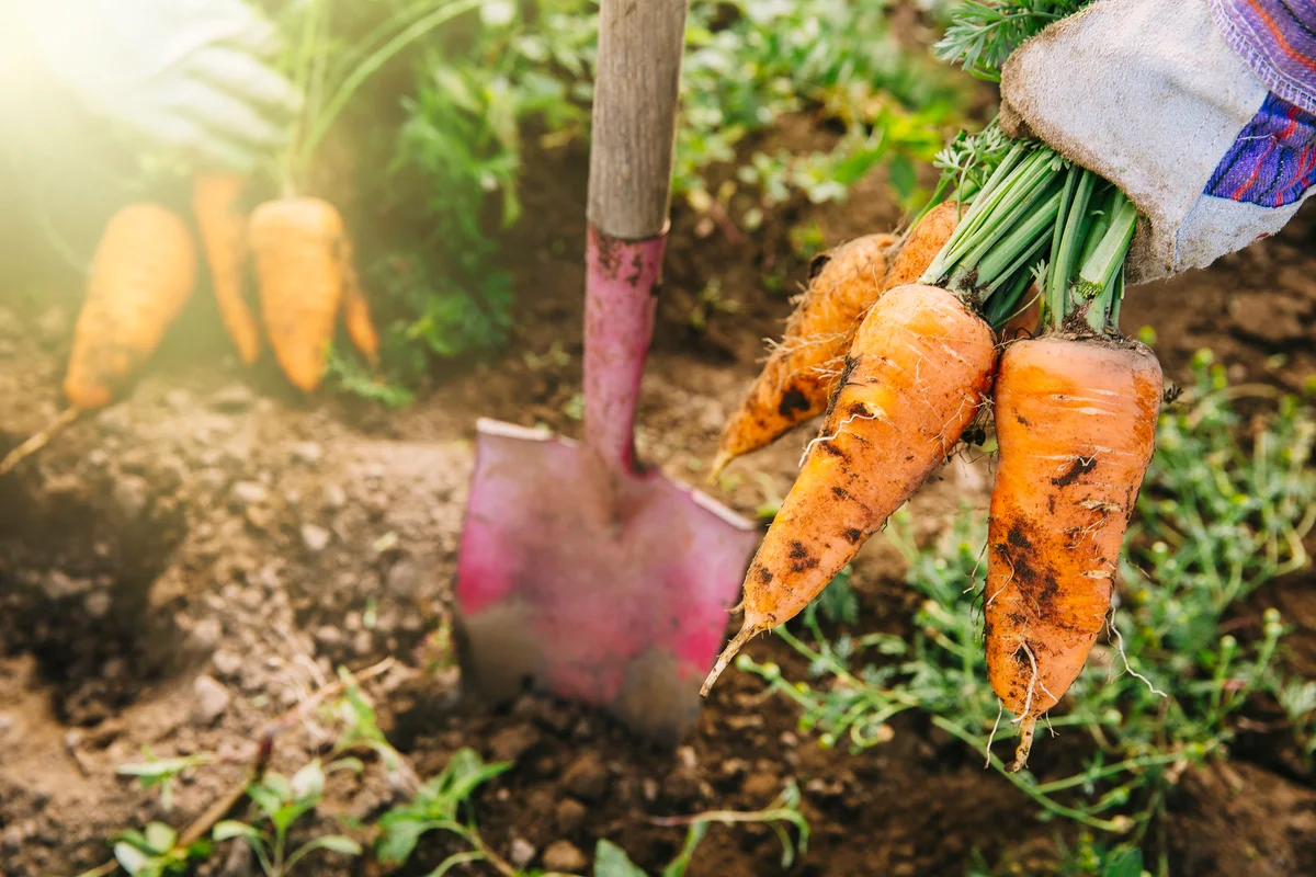 Shovel and harvested carrots in garden