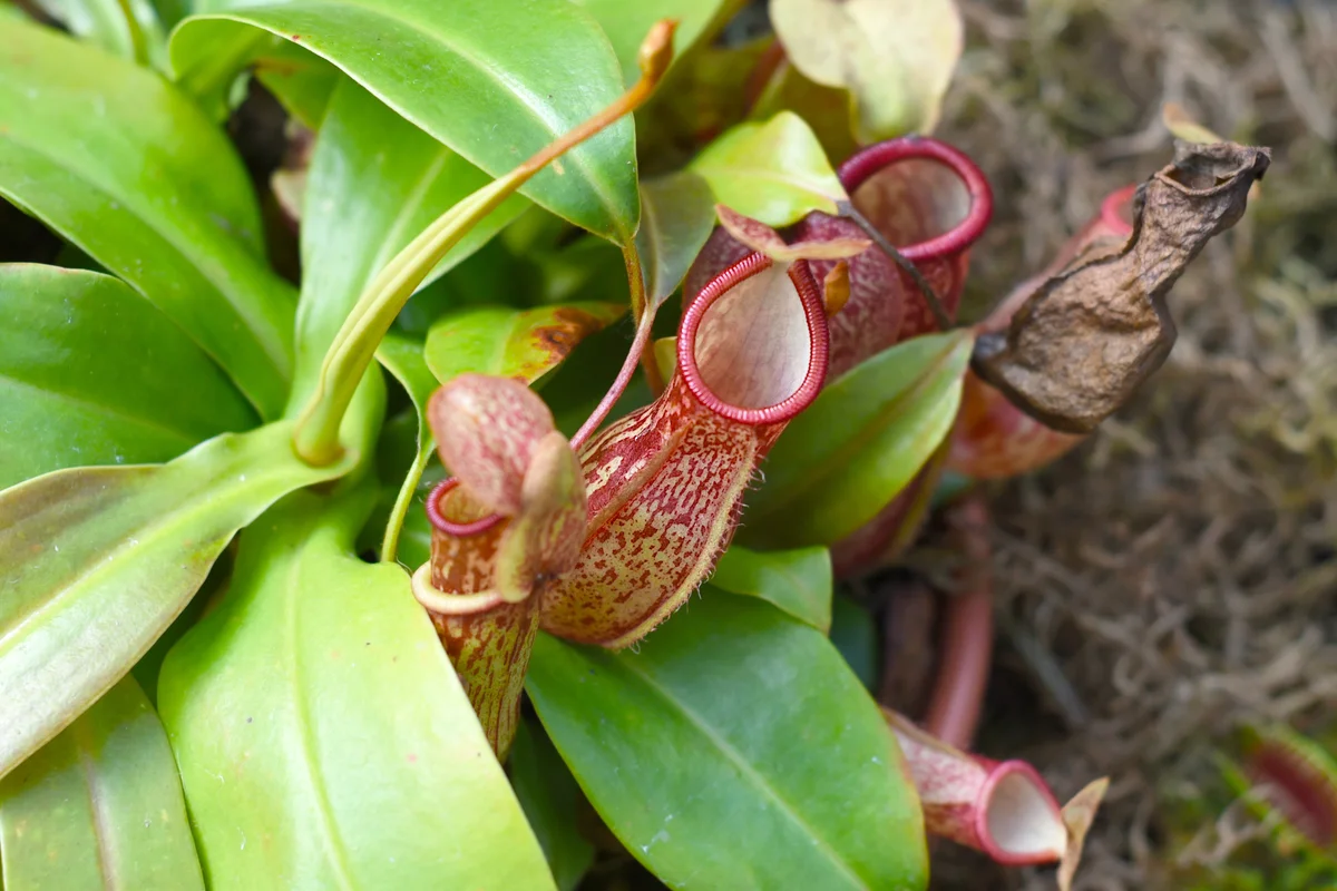 Nepenthes "Rebecca Soper"