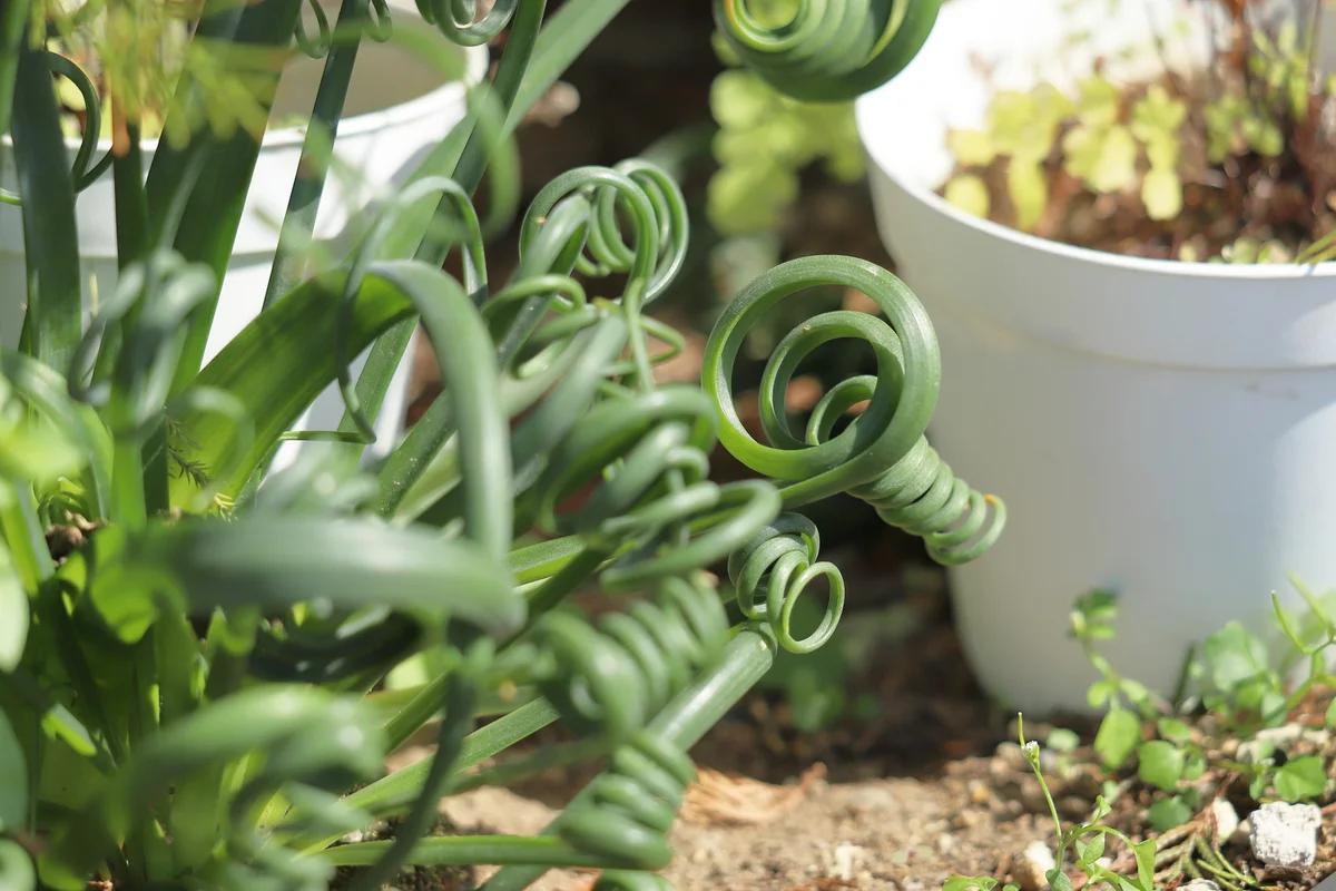 Albuca Spiralis