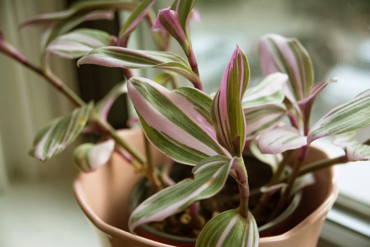 Tradescantia Nanouk