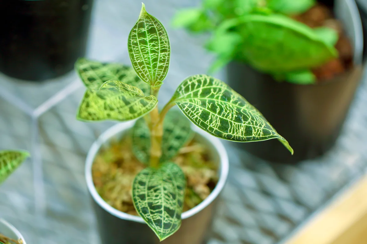Macodes petola seedlings