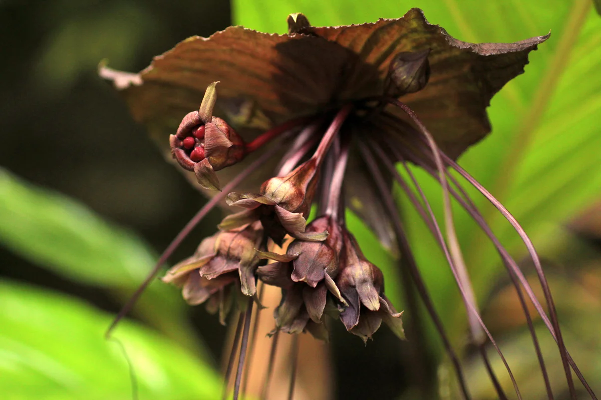 Black bat flower