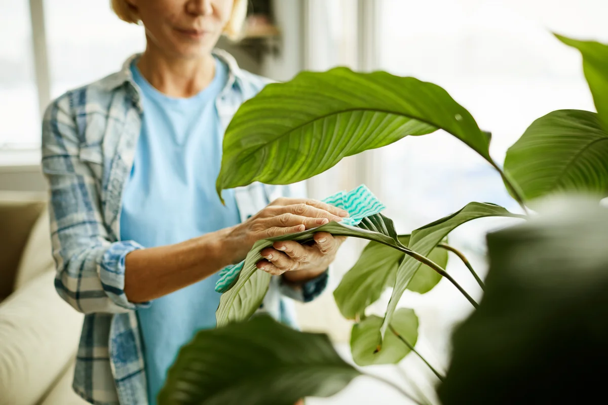 Woman cleaning leaves of houseplant