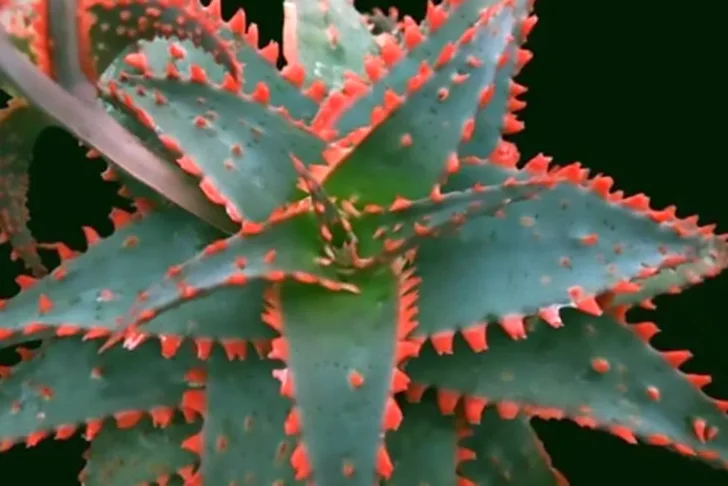 Aloe Christmas Sleigh