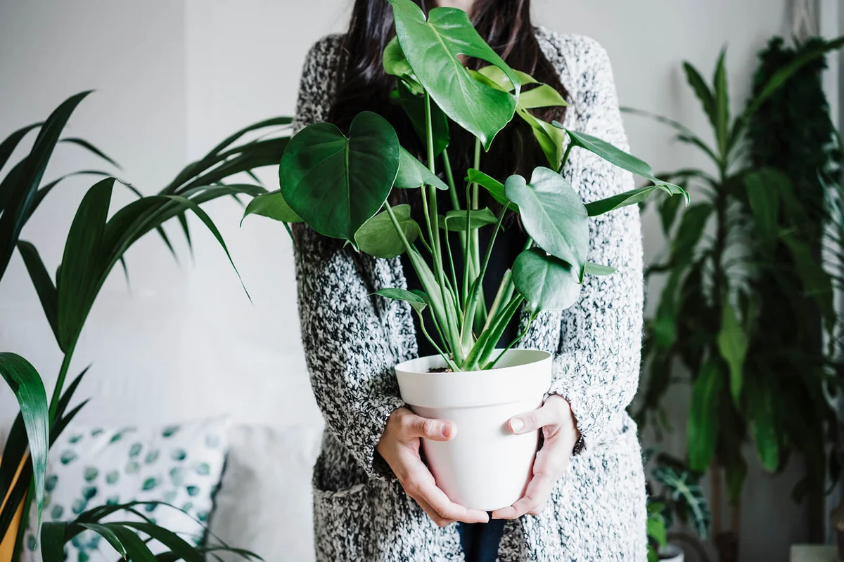 Woman holding Monstera plant against wall at home
