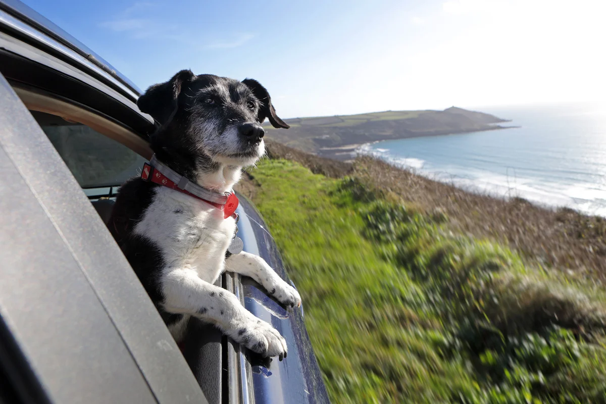 Dog looking out of car window at coastline