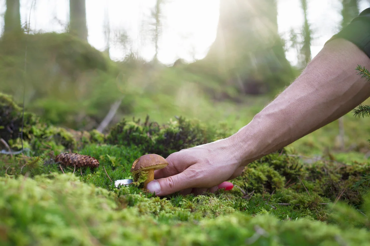 Man harvesting mushroom from mossy floor