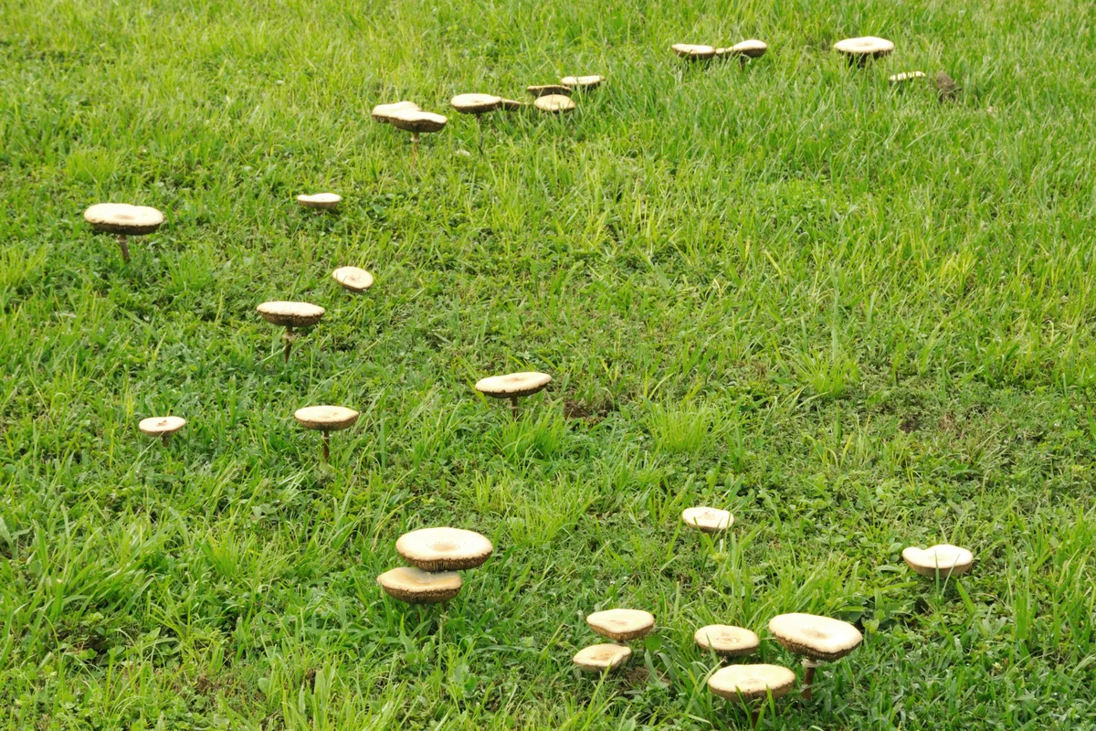 Mushrooms on lawn