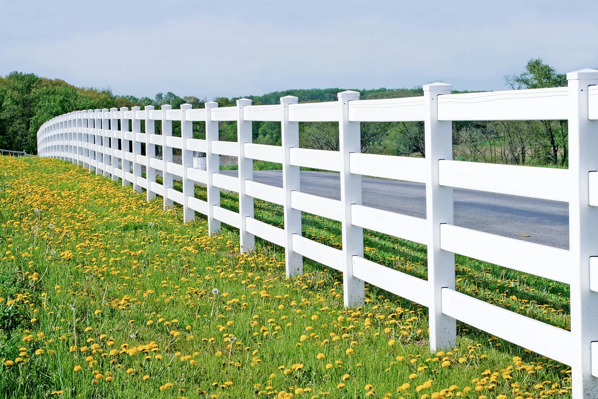 White fence among dandelions