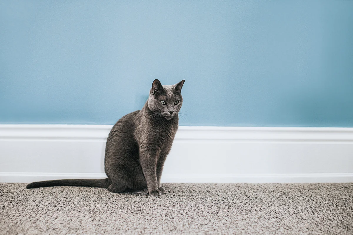 Elegant grey cat sits beside a wide white skirting board