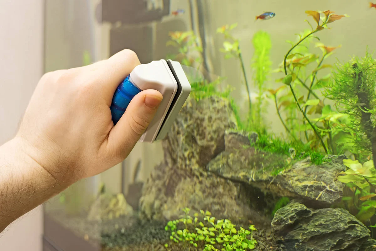 Male hand cleaning aquarium using magnetic cleaner