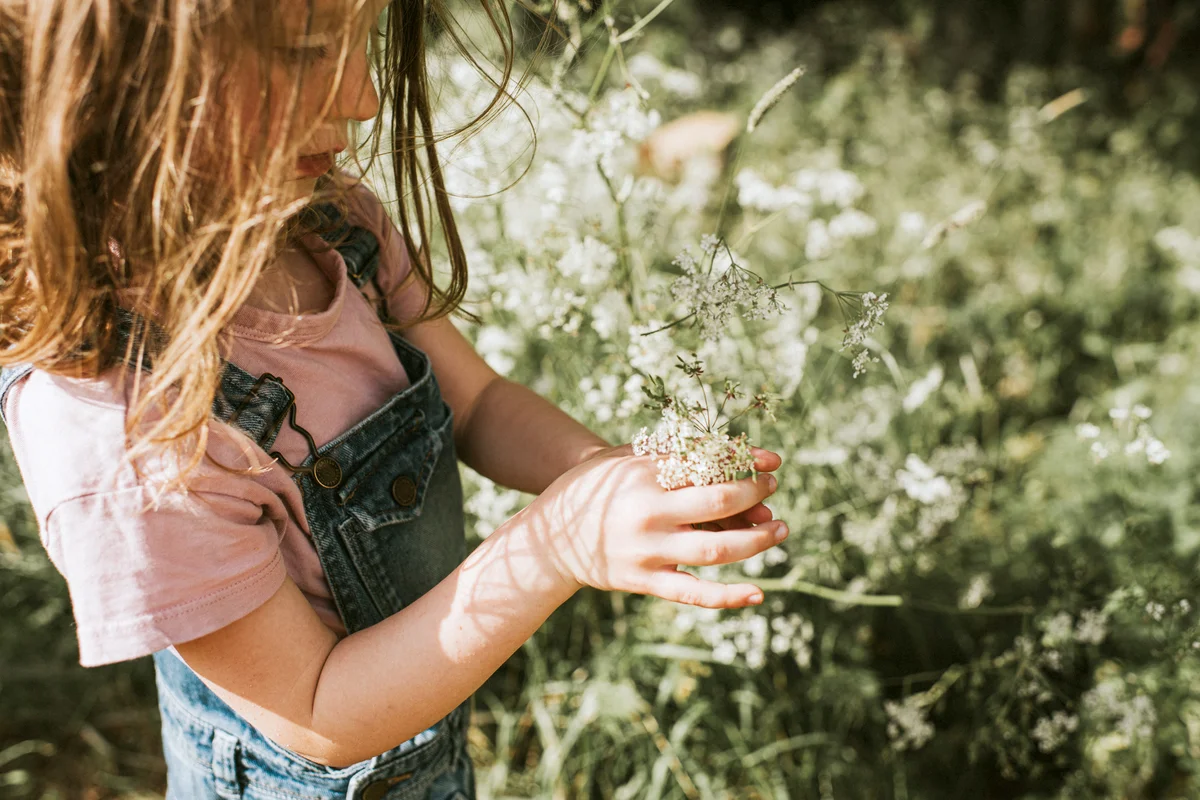 Young girl picks some cow parsley wildflower
