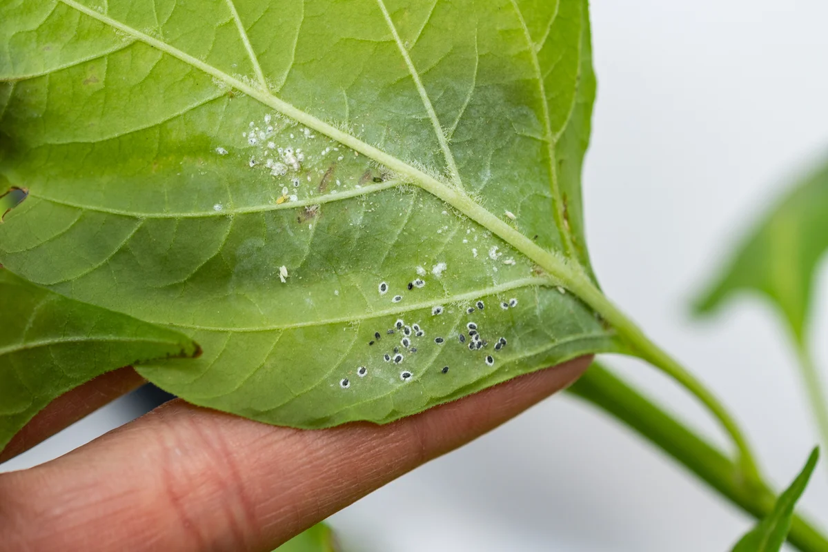 Mealybugs on plant