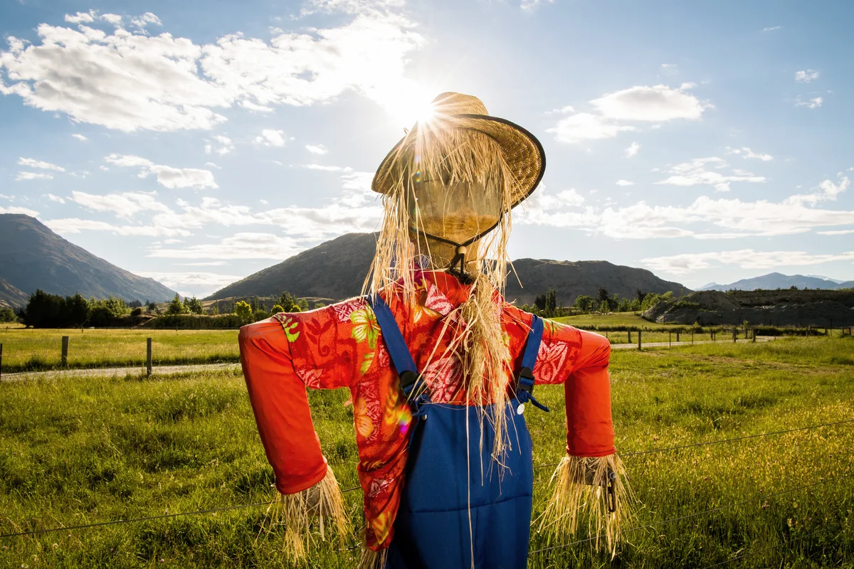 Scarecrow in a field