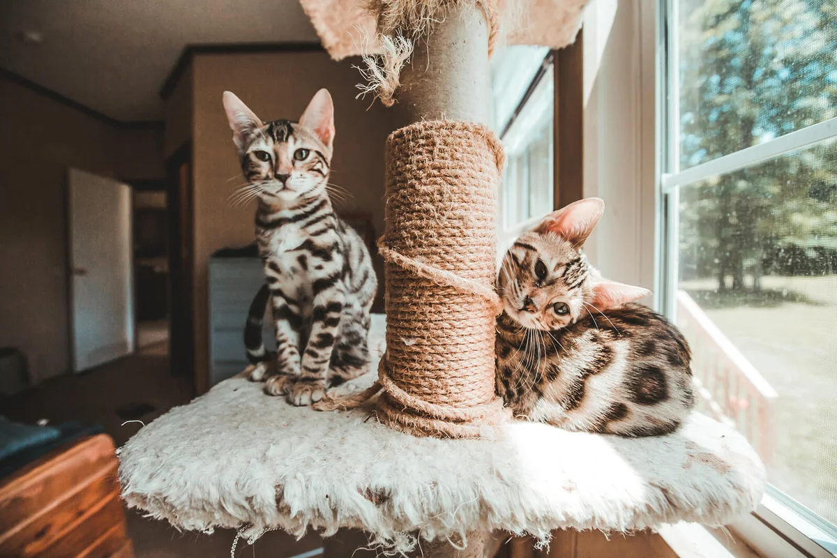 Two Bengal Kittens Looking At Camera Sitting On Cat Tree