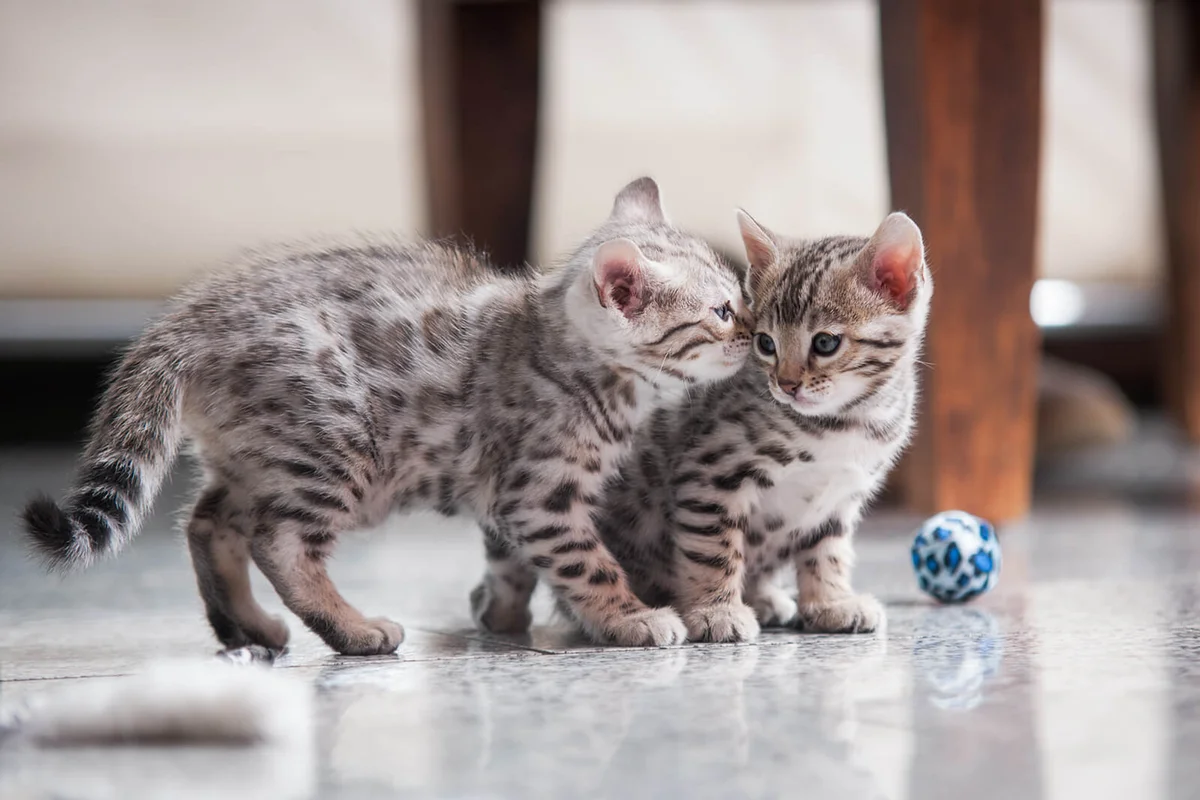 Two Fuzzie Bengal Kitten indoor