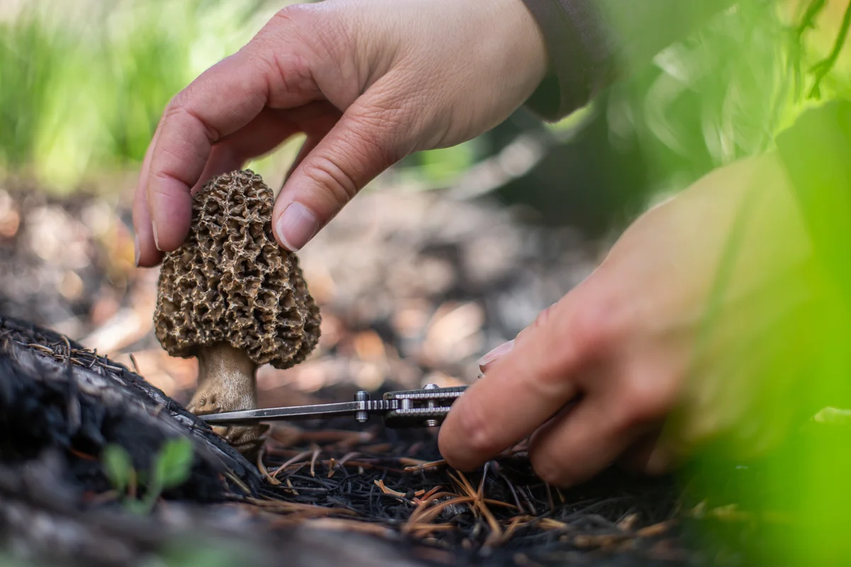 hand picking a morel