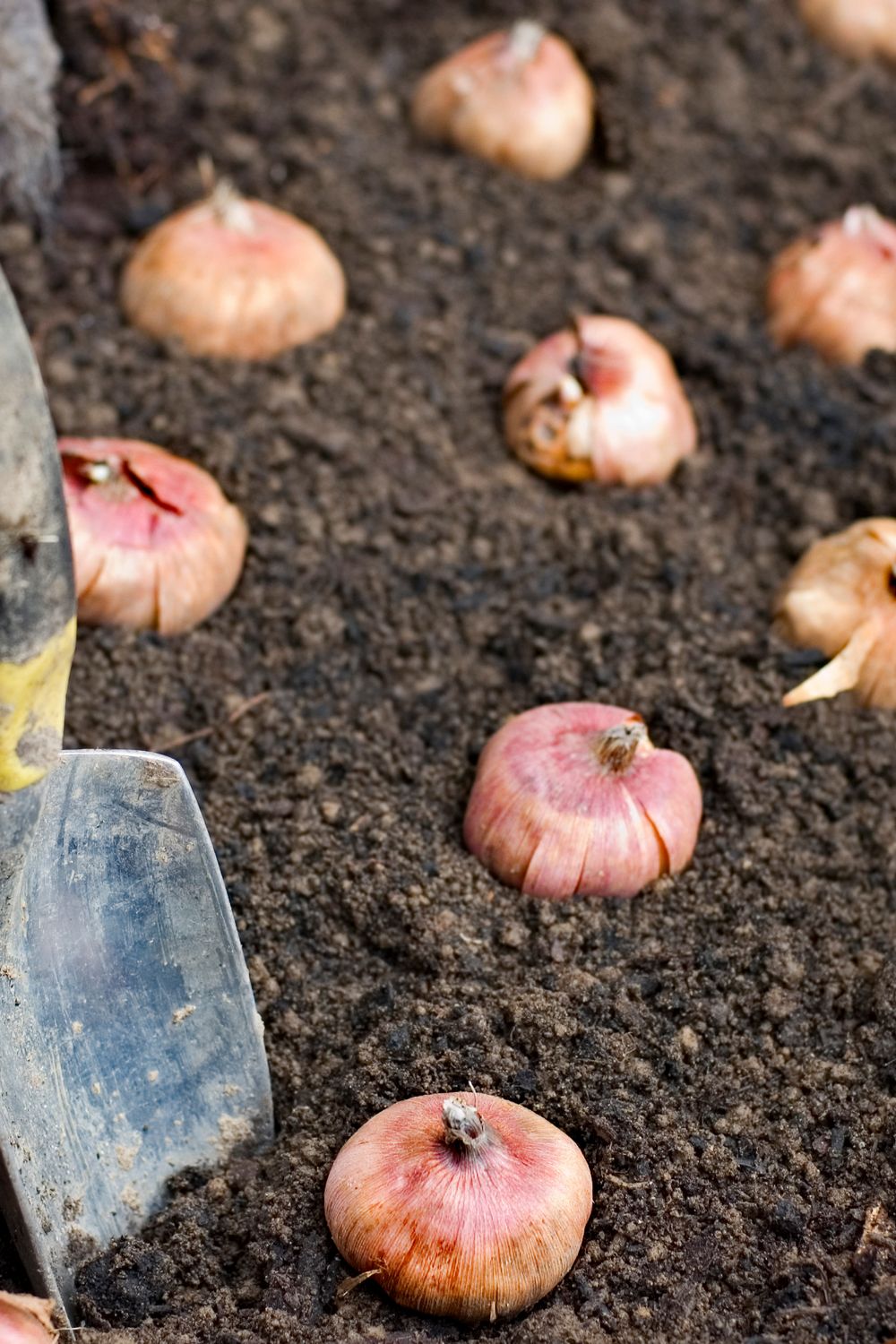 March Spring Bulbs Planting Spring Bulbs: An Easy-to-Follow Guide for Beginners