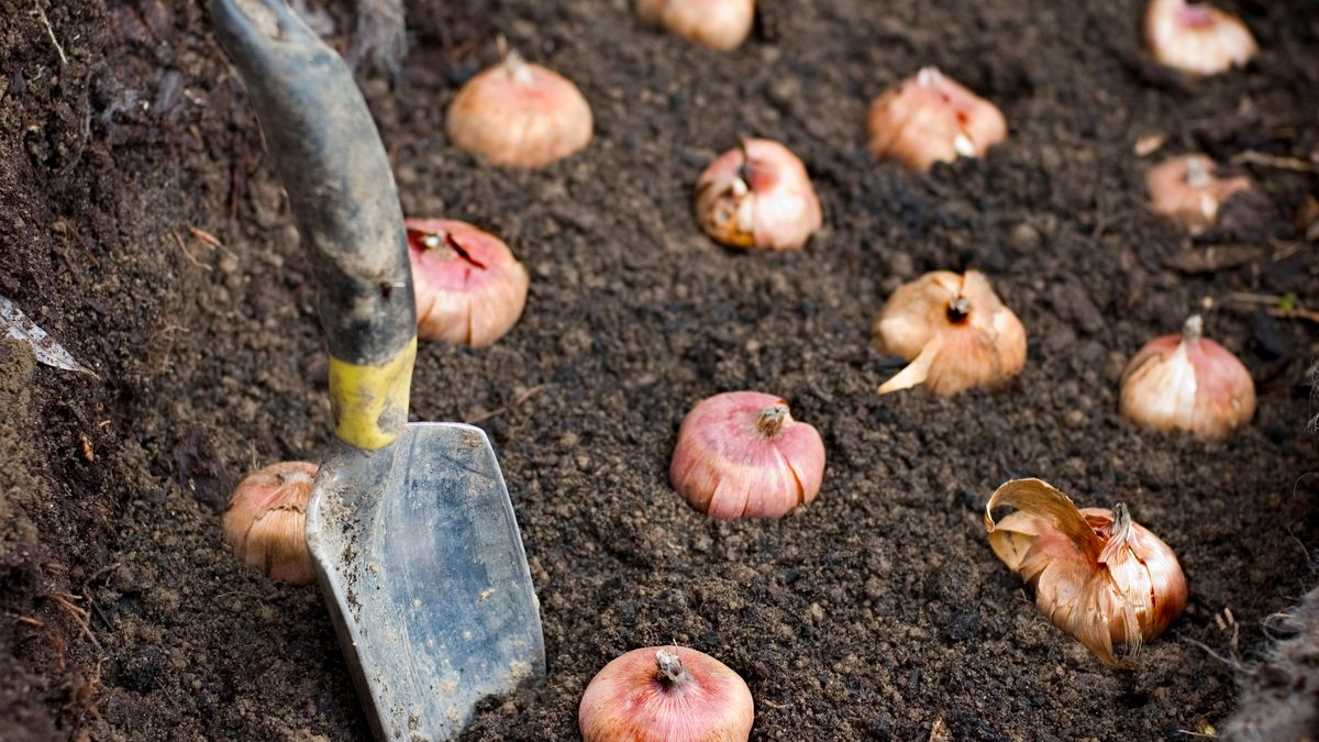 March Spring Bulbs Planting Spring Bulbs: An Easy-to-Follow Guide for Beginners