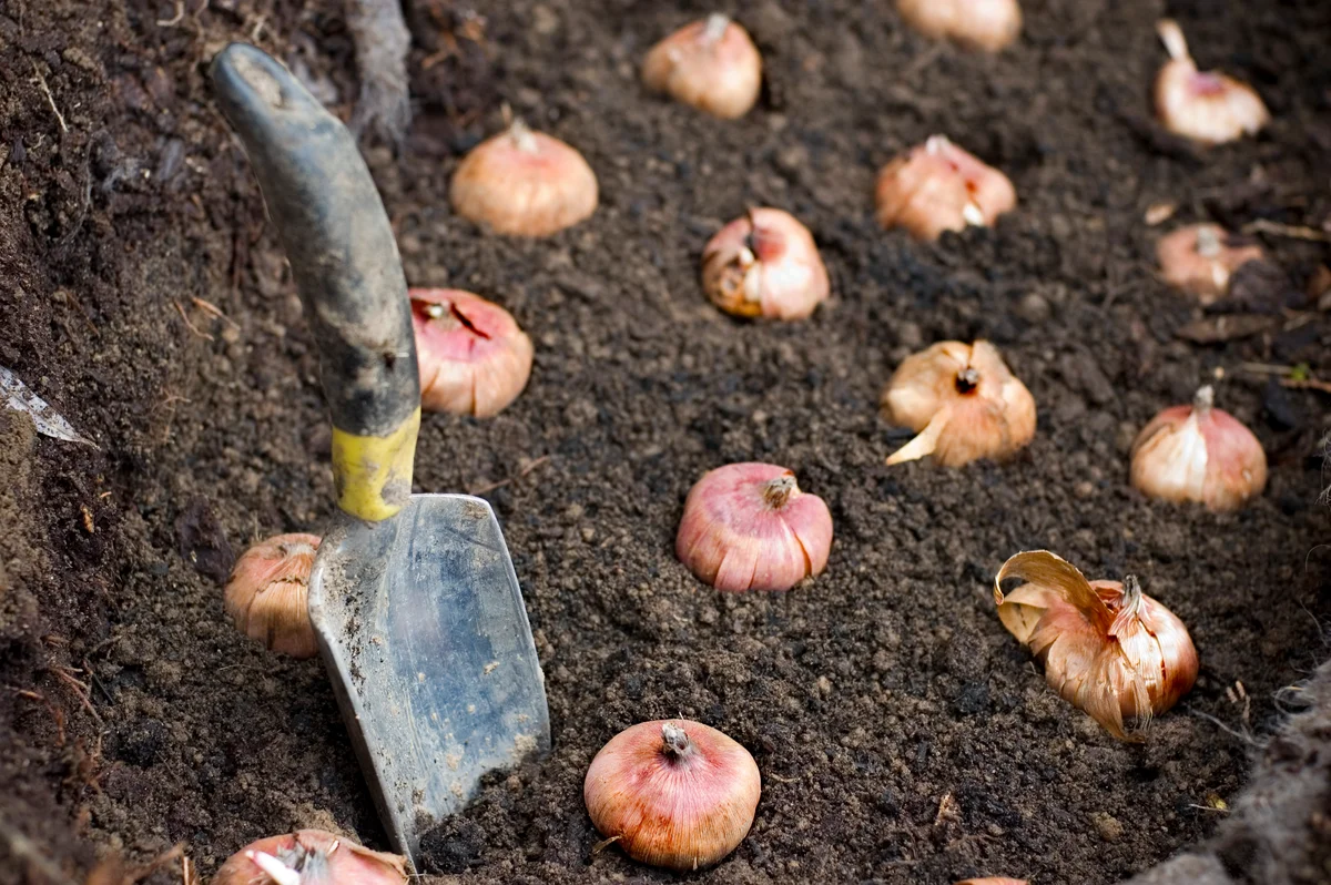 Spring bulbs and trowel in dirt
