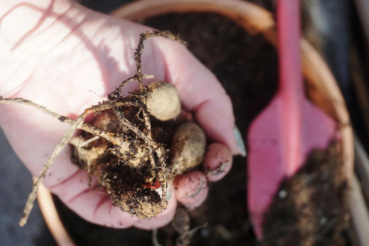 hand holding dahlia bulbs