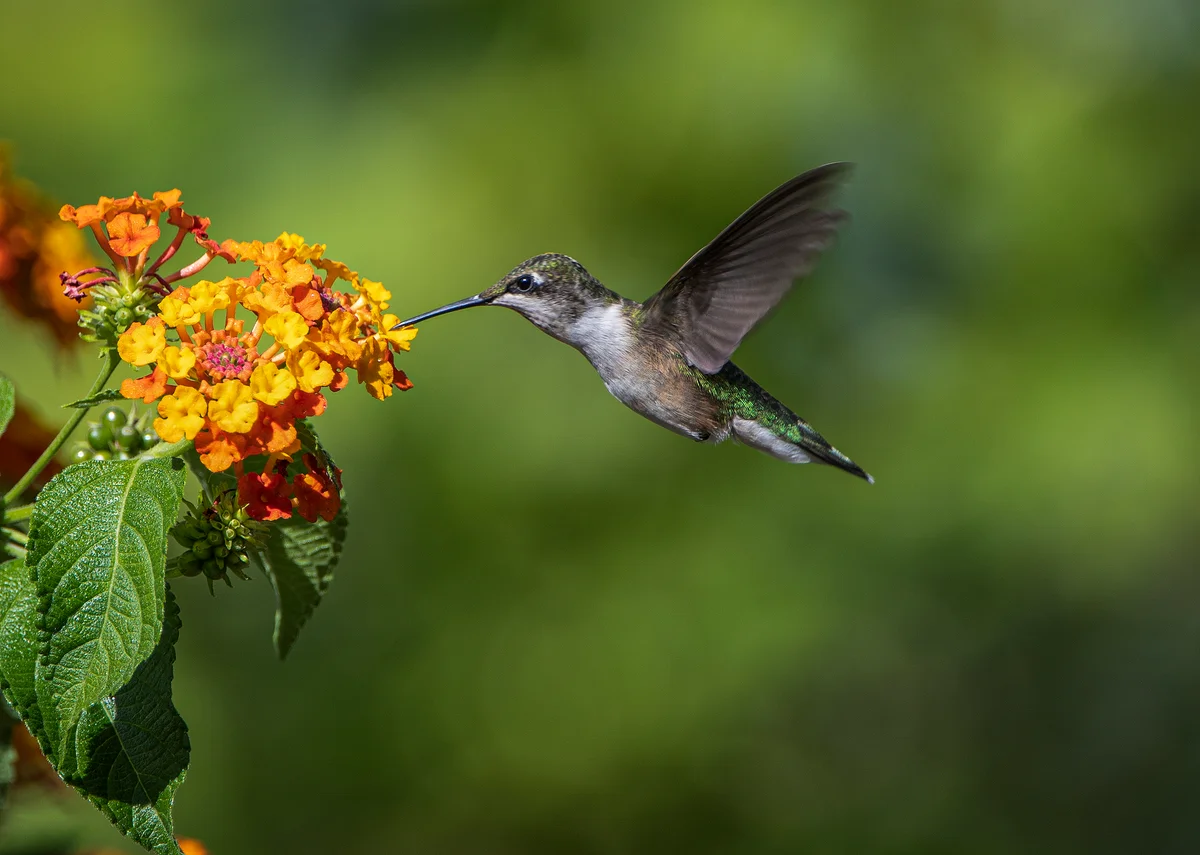 hummingbird mid-flight drinking from orange flower
