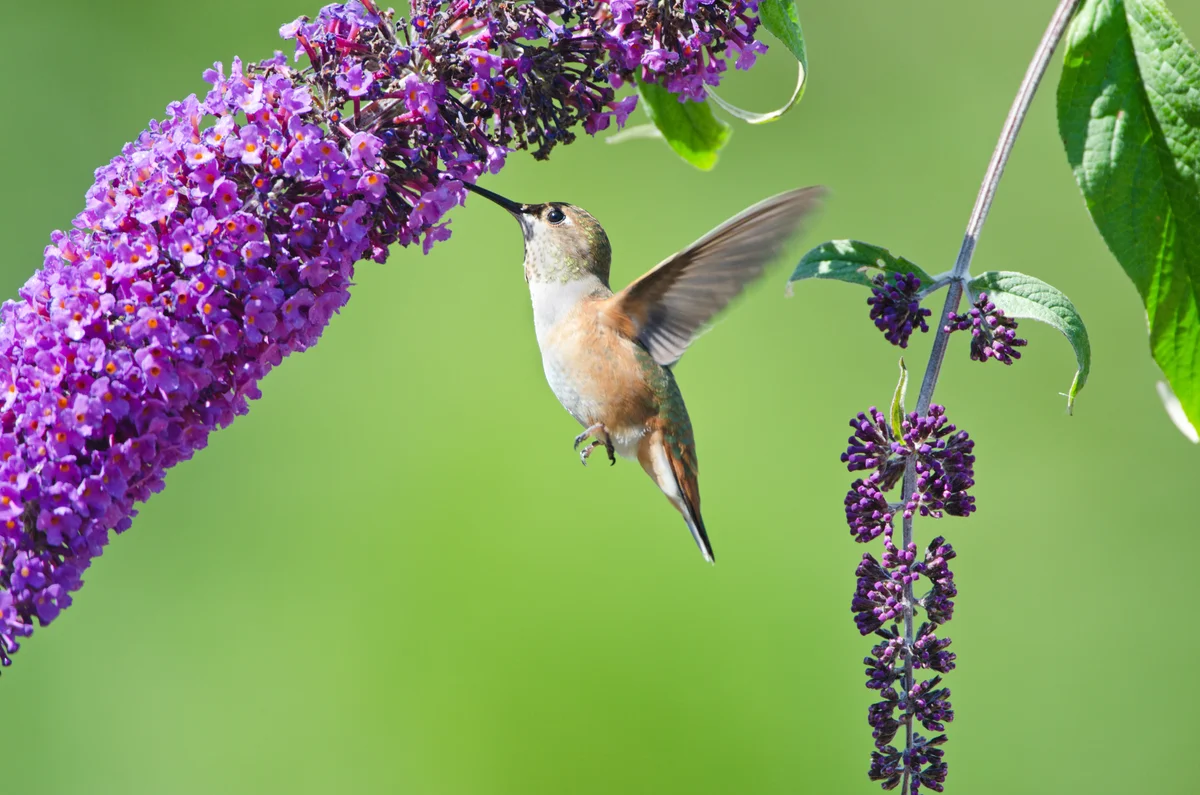 Rufous Hummingbird feeding on a Butterfly Bush flower
