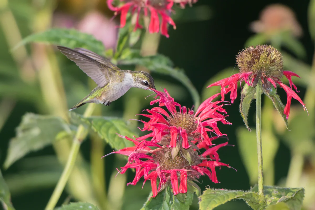 Ruby-throated Hummingbird feeding on Red Bee Balm
