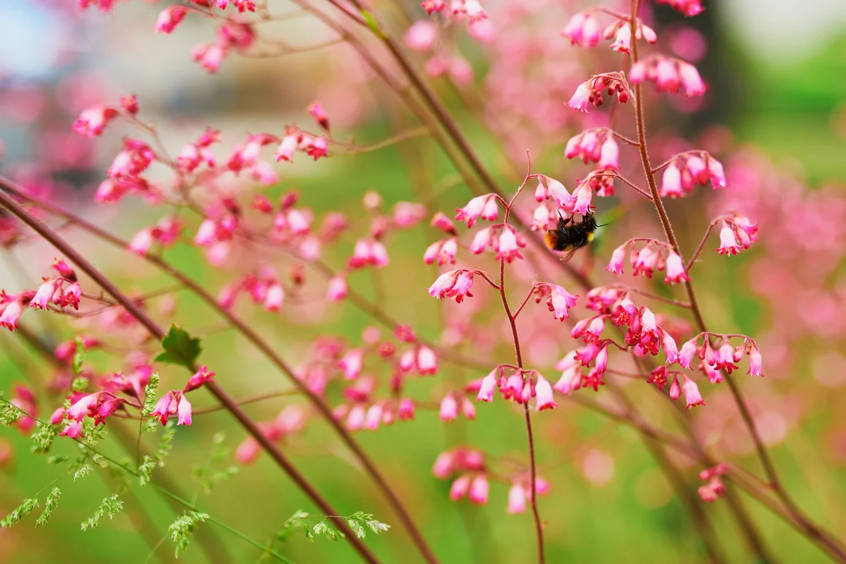bumblees on coral bell flowers