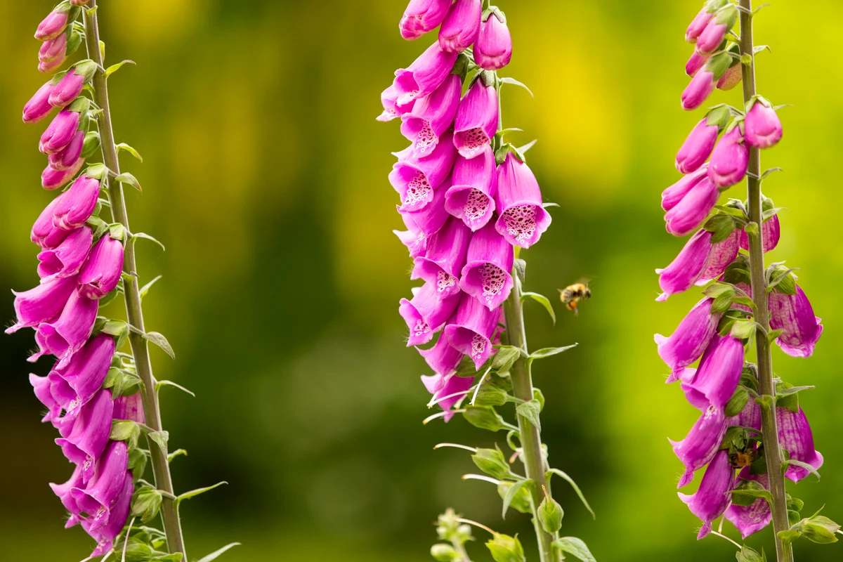 bumblebee gathering necar from beardtongue