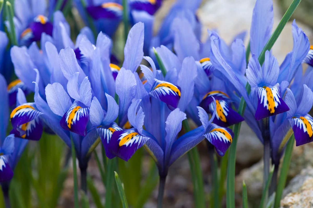 blue iris flowers
