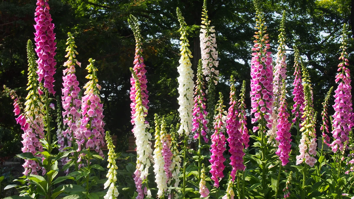 field of foxglove flowers