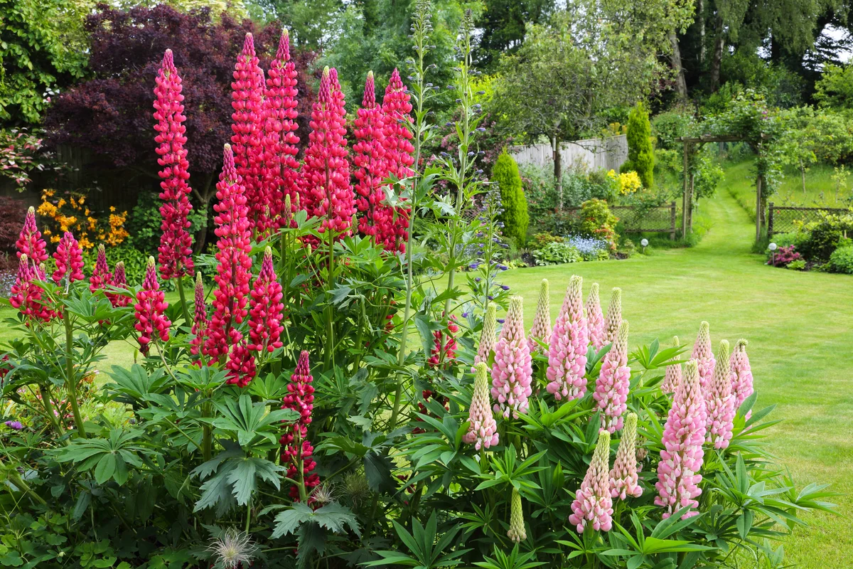 tall pink lupins