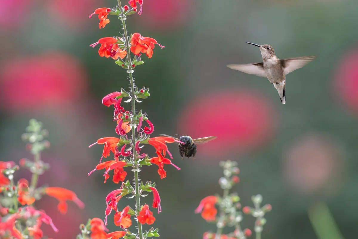 hummingbird and bumblebee feed on scarlet sage