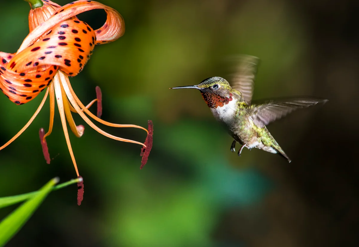 hummingbird approaching daylily flower