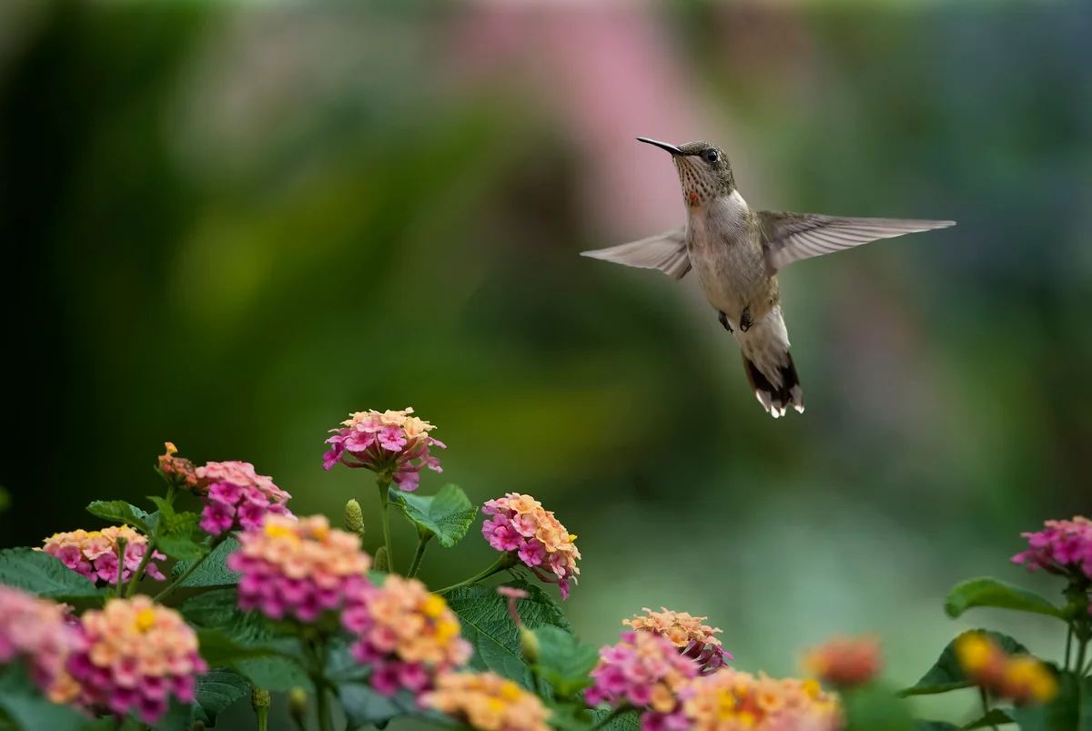 hummingbird with verbena flowers