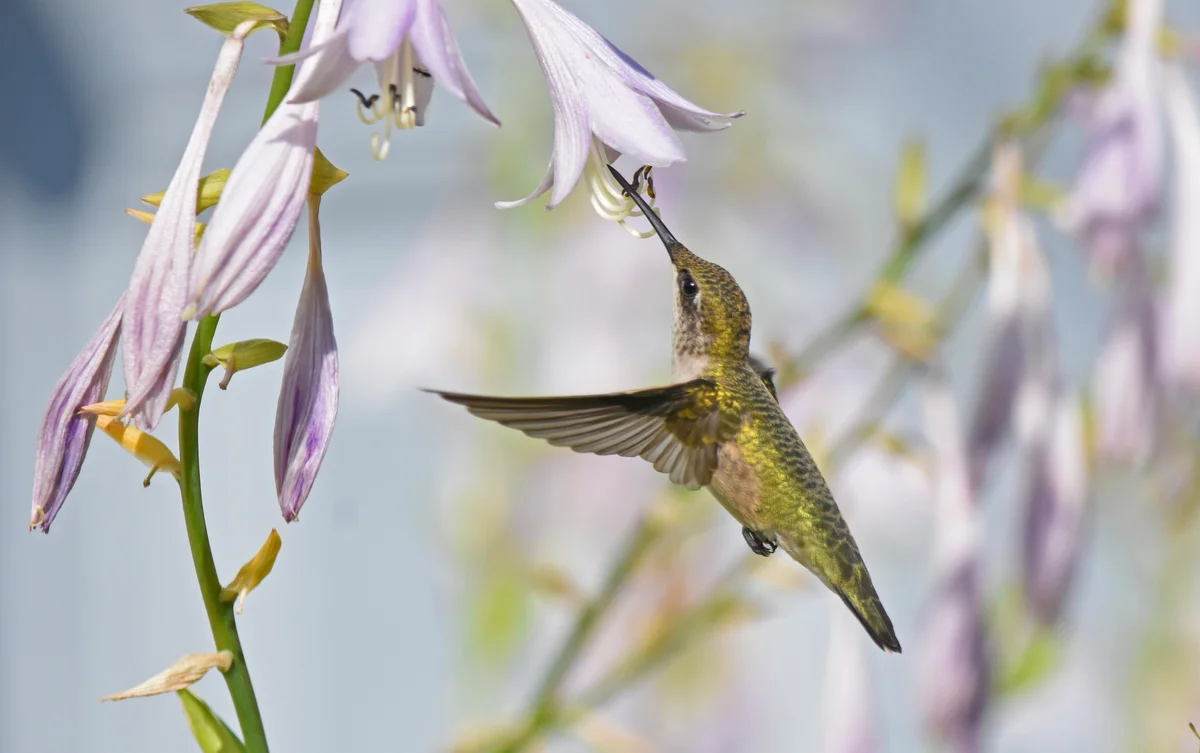 hummingbird feeding from hosta flower