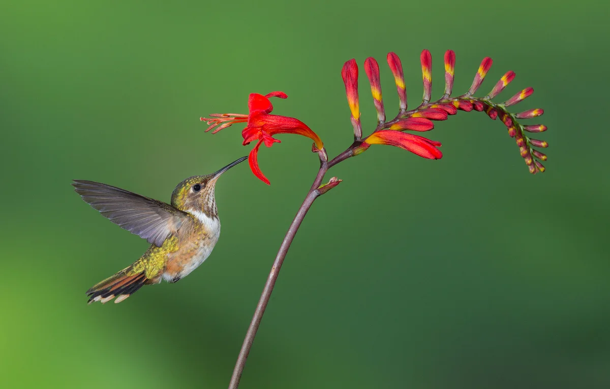 hummingbird with red flower