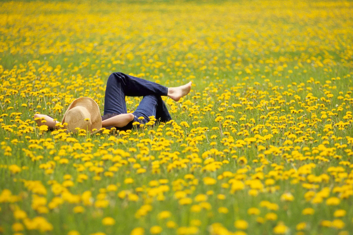Woman lying in field of flowers
