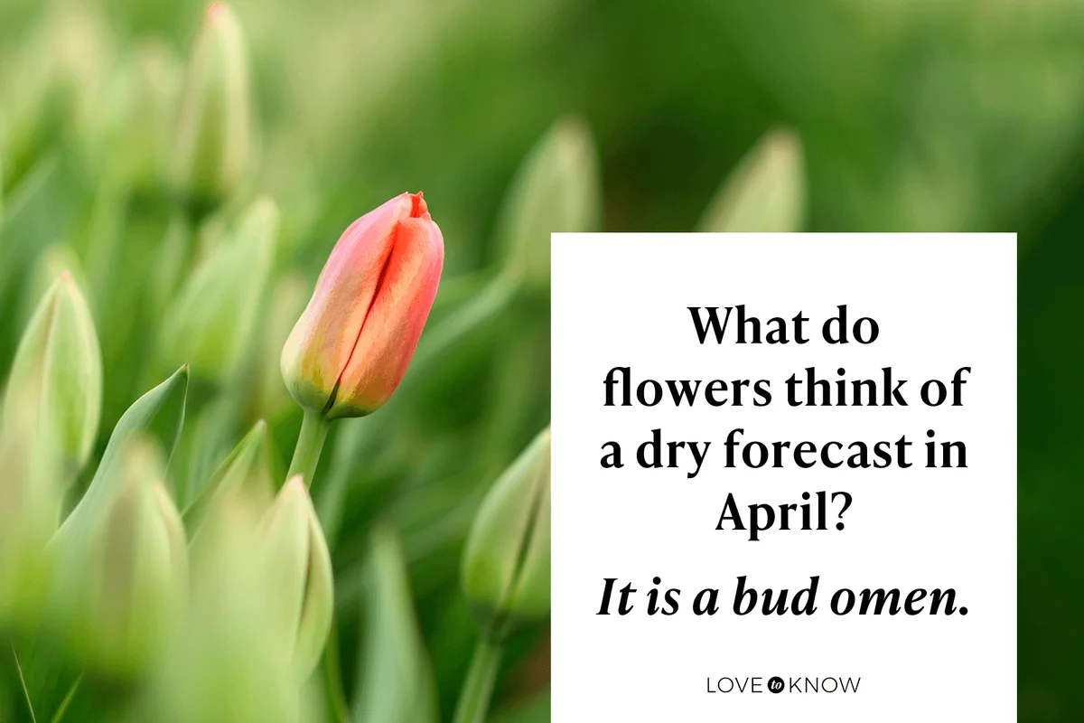 Flower Puns to Make Every Daisy Better