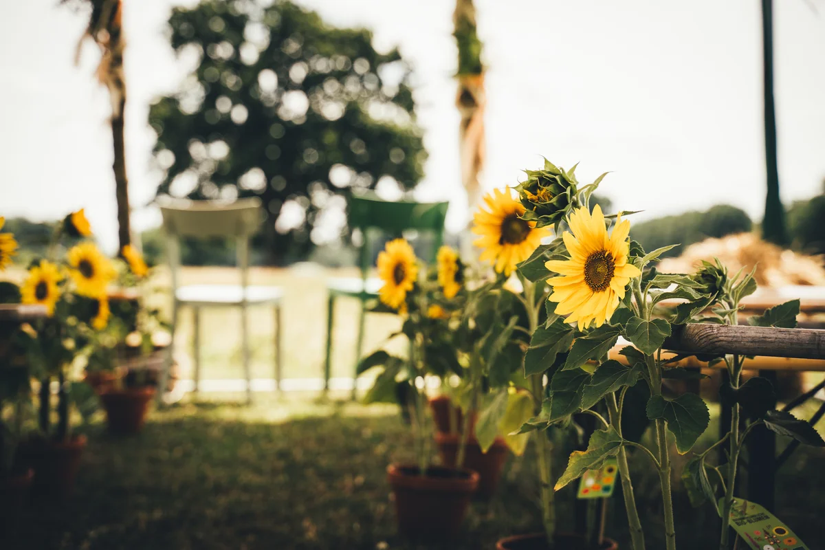 Sunflower displays at an outdoor wedding