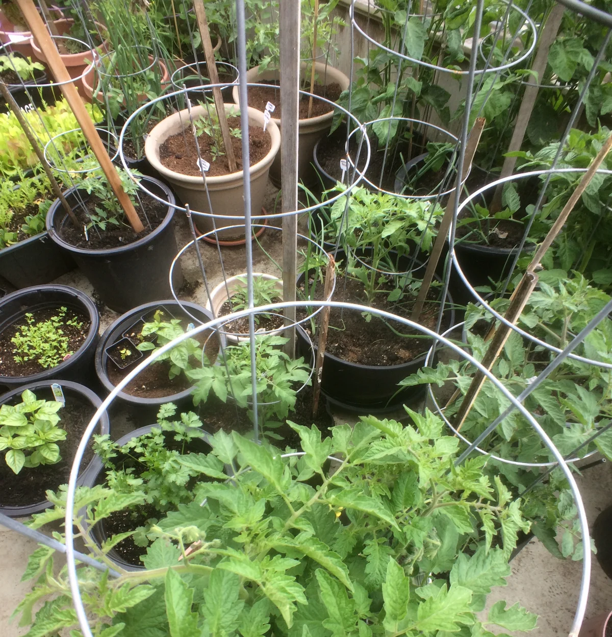 tomato cages